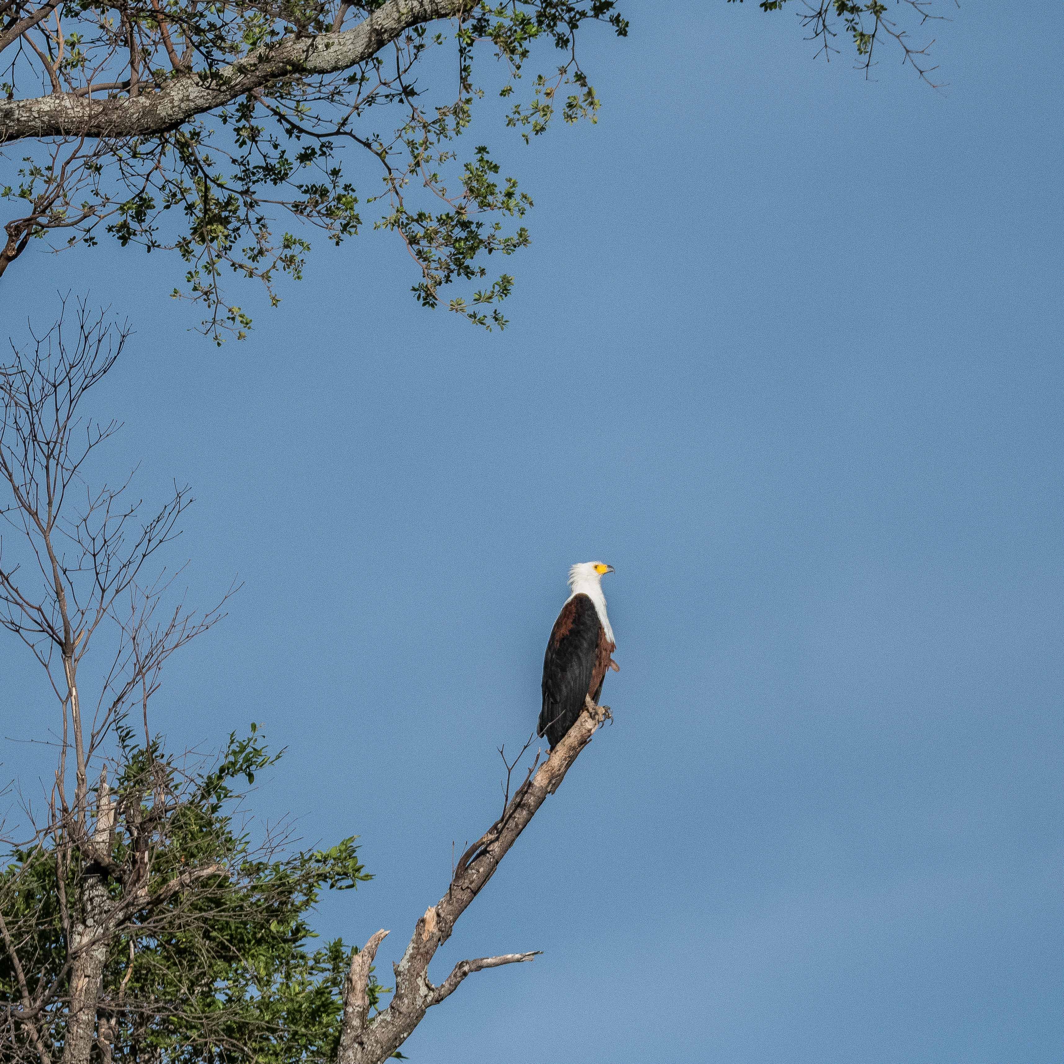 Pygargue vocifère adulte (African fish eagle, Haliaeetus vocifer), Kwando reserve, Delta de l'Okavango, Botswana.